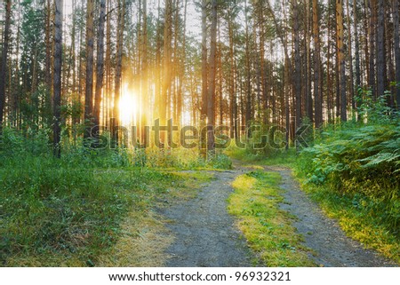 sunset in the forest, dirty road