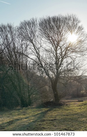 Early spring, sun light in the tree branches