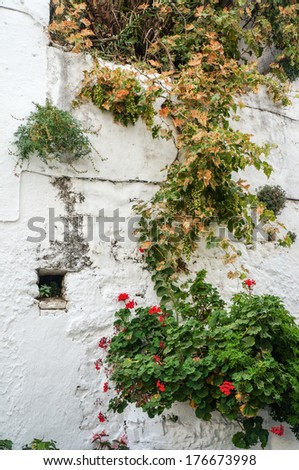 Grape growing on the old house wall decorated with flowers