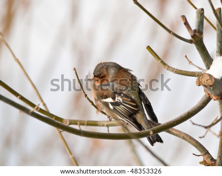 Chaffinch or chaffy - small bird with large double white wing bars, white tail edges and greenish rumpsmall, reddish underparts and a blue-grey cap