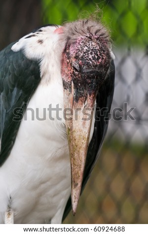 Ugly Marabu stork closeup portrait