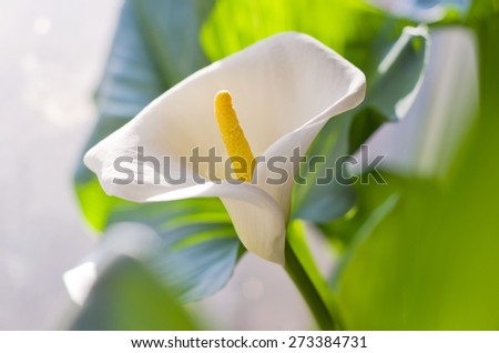 Flower closeup of a Zantedeschia aethiopica or Lily of the Nile (Calla)