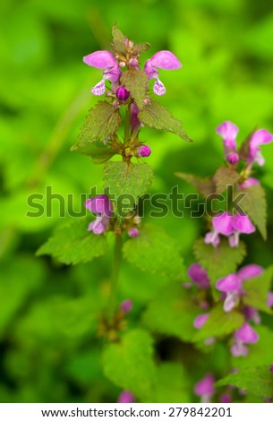 Purple forest flower (motherwort)