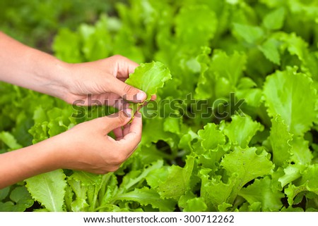 hands picking lettuce close-up