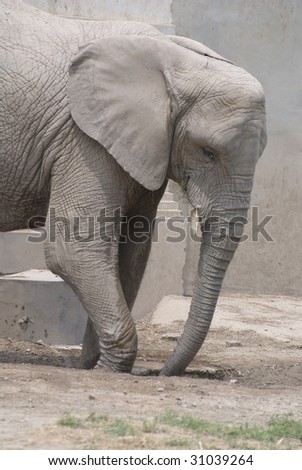 an elephant in Beijing zoo