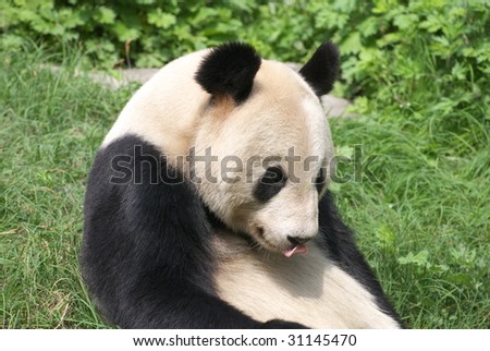 close up of a giant panda
