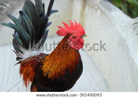 Colorful chicken