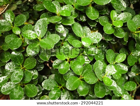green leaf, round green leaf, green leafs,dew drop,