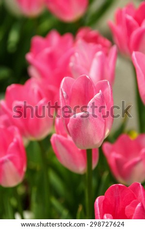 pink tulip, tulip, close up tulip, pink tulips