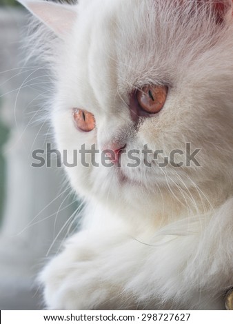 Closeup white cat with absent-minded face