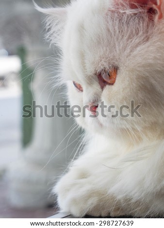 Closeup white cat with half face