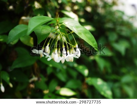 The Water Jasmine or white star flowers with their leaf, good sense flowers from Thailand