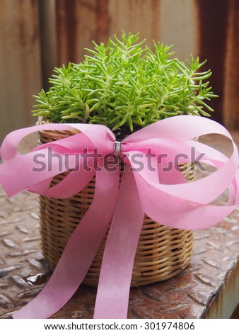 Little tree in the basket gift