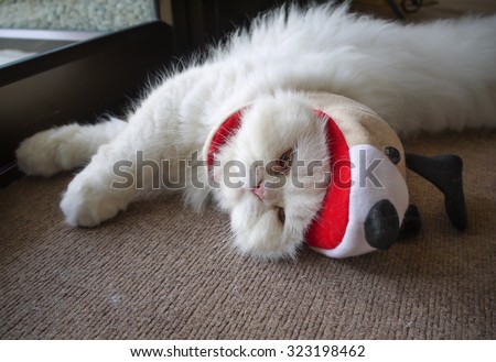 Funny white Persian cat lay down and wearing dog hat.