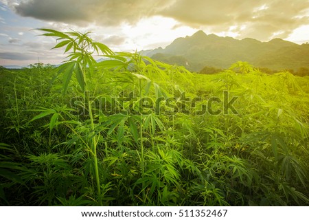 Marijuana in morning light from Asia.The landscape photo asia, background mountain  Marijuana bloom Plants nature of farm field with green, Planted legal ,Thickets cannabis plants weed