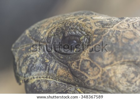 big and old turtle close up