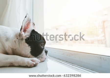 French bulldog dog waiting for owner at the door