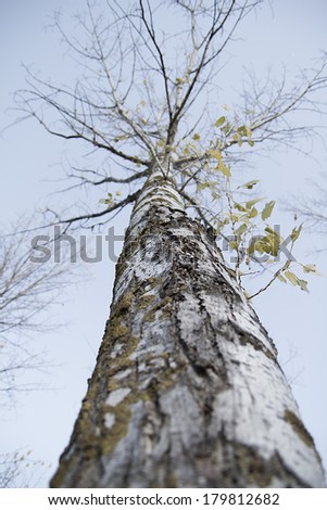 Tree, close up forest. nature concept, autumn