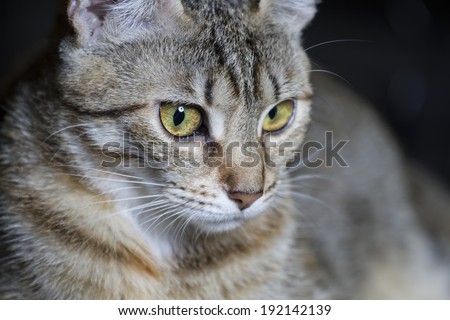 Pet, Adorable common cat hair tabby