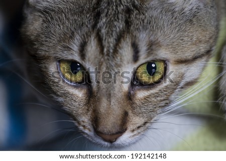 Feline, Adorable common cat hair tabby