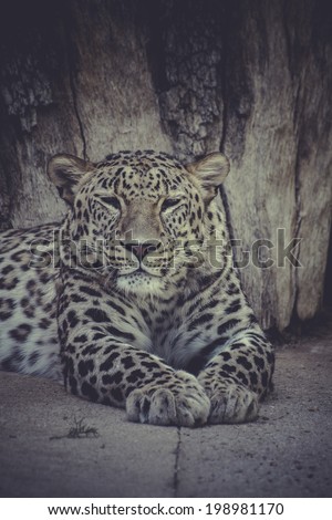 Powerful leopard resting, wildlife mammal with spot skin
