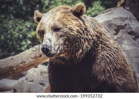 predator, Spanish powerful brown bear, huge and strong  wild animal