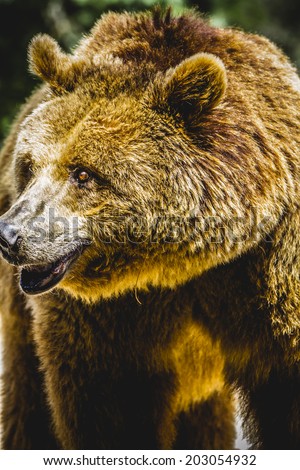 killer, brown bear, majestic and powerful animal