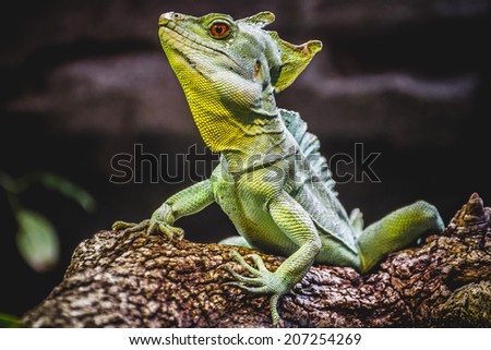 chameleon, scaly lizard skin resting in the sun