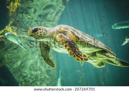 huge turtle swimming under the sea
