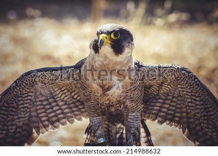 peregrine falcon with open wings , bird of high speed