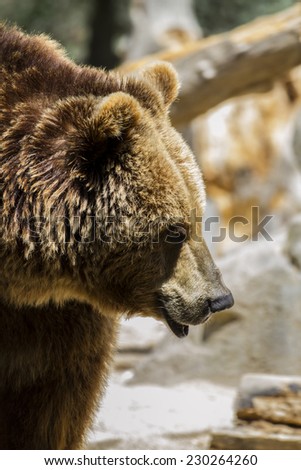 mammal, Spanish powerful brown bear, huge and strong  wild animal
