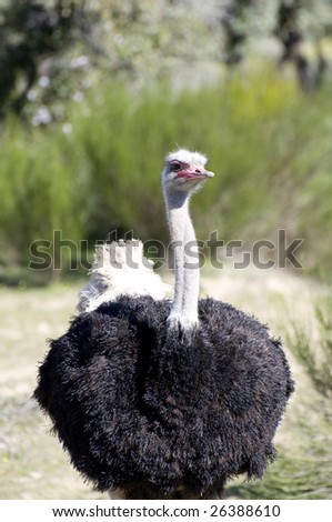 Ostrich on a farm animal breeding