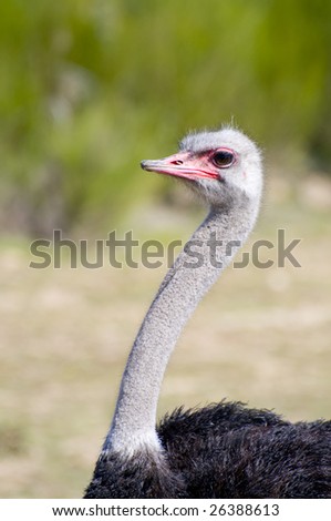 Ostrich on a farm animal breeding