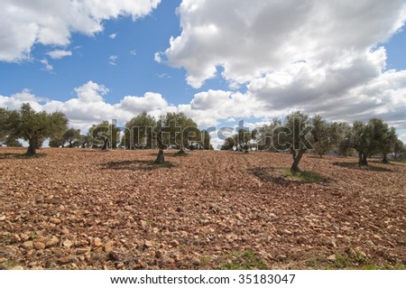 Picture of an olive field from spain.