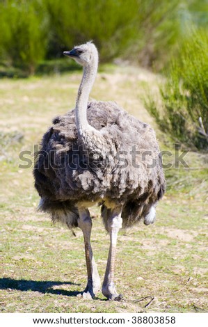 Image of an ostrich in african country
