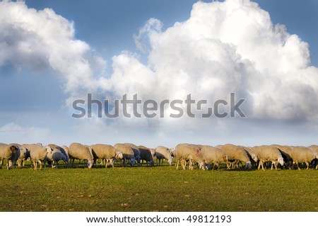 sheeps in a meadow, black sheep