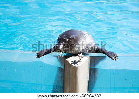 Beautiful sea lion in a natural environment