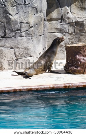 Beautiful sea lion in a natural environment