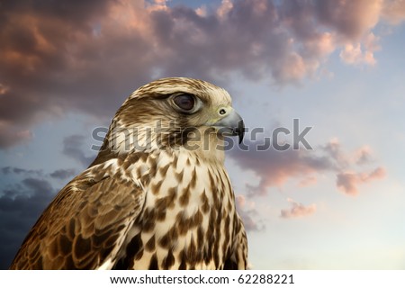 Beautiful Falcon contemplating sunset. The power of nature.