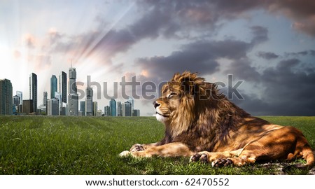 Powerful Lion resting at sunset. The power of nature.