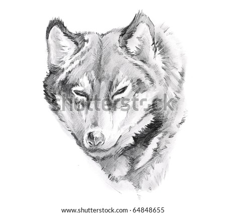 wolf tattoo art. Sketch of tattoo art, wolf
