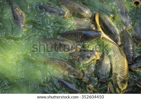 pond, green river shoal water, common carp