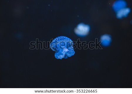 danger, bank of jellyfish, beautiful sea creatures at the bottom of the ocean