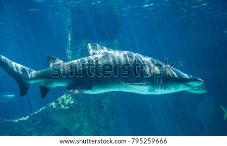dangerous and huge shark swimming under sea