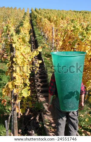 Working in the Vineyard in South Germany