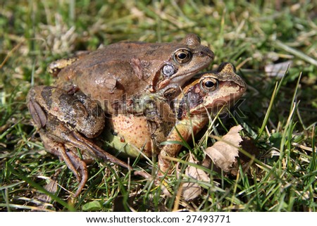 Common Toads on their way to the pond