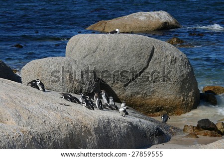 African Penguins at Boulder Beach.South Africa