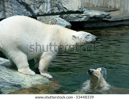Newborn+polar+bear+cubs