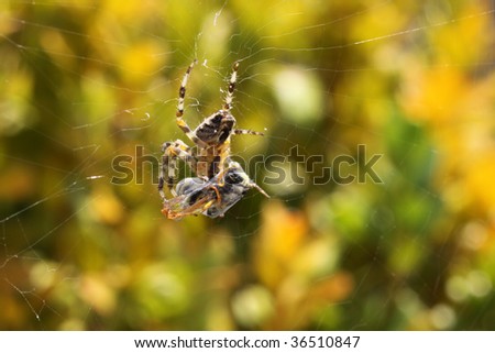 Cross Spider with a wasp in its net