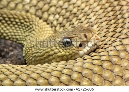 mexican rattler green mojave rattlesnake coiled mexican